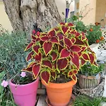 Elpida * Λιμένας